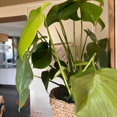 Daire Le French Loft Plein De Charme Au Coeur De Pouvant Accueillir 8 Personnes *