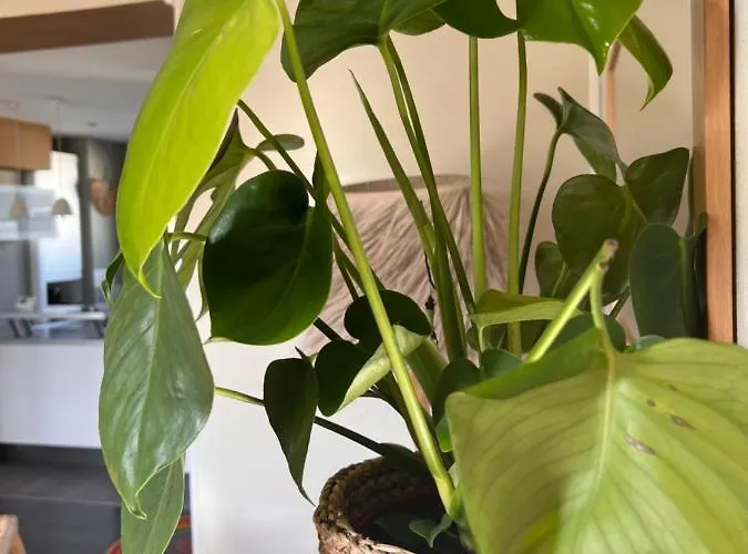 Appartement Le French Loft Plein De Charme Au Coeur De Pouvant Accueillir 8 Personnes *